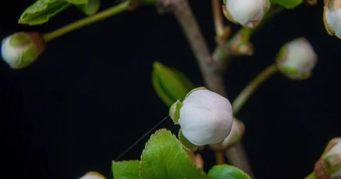 Spring flowers opening. Beautiful Spring Apricot tree blossom open timelapse Stock Footage 127304564