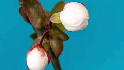 Spring flowers opening. Beautiful Spring Apricot tree blossom timelapse, extreme Stock Footage 127526116