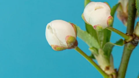Spring flowers opening. Beautiful Spring Apricot tree blossom timelapse, extreme Stock Footage 127526266