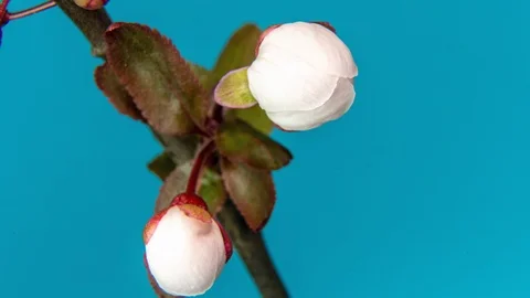 Spring flowers opening. Beautiful Spring Apricot tree blossom timelapse, extreme Stock Footage 127526652