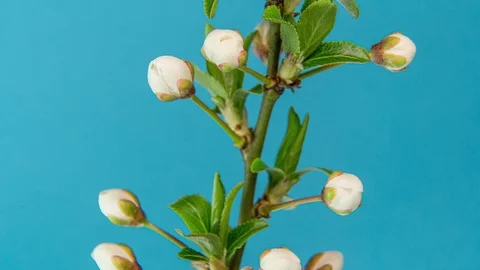 Spring flowers opening. Beautiful Spring Apricot tree blossom timelapse, extreme Stock Footage 127526963
