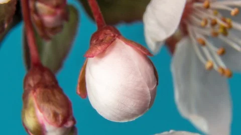 Spring flowers opening. Beautiful Spring Apricot tree blossom timelapse, extreme Stock Footage 127567725