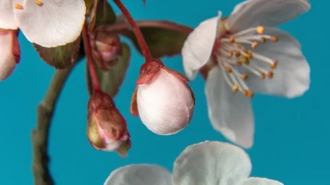 Spring flowers opening. Beautiful Spring Apricot tree blossom timelapse, extreme Stock Footage 127568073