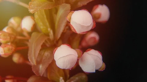 Spring flowers opening. Beautiful Spring Apricot tree blossom open timelapse Stock Footage 127594912