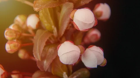 Spring flowers opening. Beautiful Spring Apricot tree blossom open timelapse Stock Footage 127595450