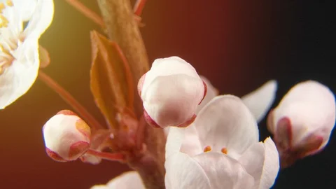 Spring flowers opening. Beautiful Spring Apricot tree blossom open timelapse Stock Footage 127753782