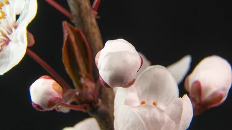 Spring flowers opening. Beautiful Spring Apricot tree blossom open timelapse Vídeos de archivo 127754068