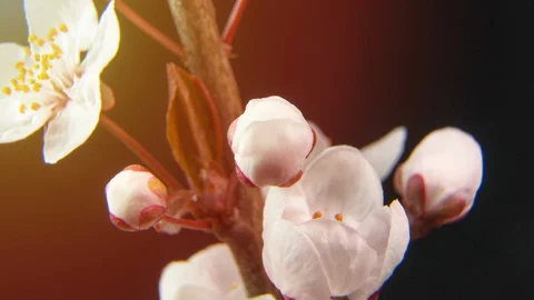 Spring flowers opening. Beautiful Spring Apricot tree blossom open timelapse Stock Footage 127754357