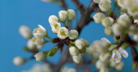 Spring flowers opening. Beautiful Spring Apricot tree blossom open timelapse Vídeo Stock 130921507