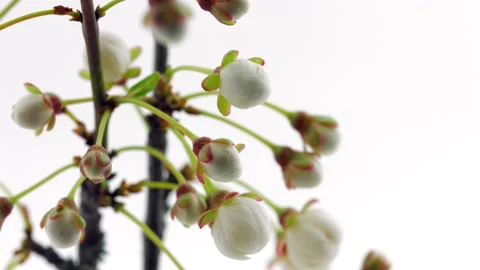 Spring flowers opening. Beautiful Spring Apricot tree blossom open timelapse Stock Footage 156325259
