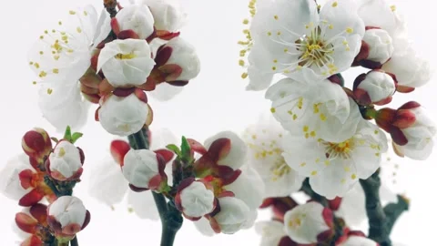Spring flowers opening. Beautiful Spring Apricot tree blossom open timelapse Stock Footage 156325264