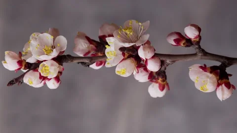 Spring flowers opening. Beautiful Spring Apricot tree blossom open timelapse Video stock 169801205