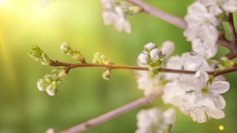 Spring flowers opening. Beautiful Spring Cherry tree blossom open timelapse Stock Footage 172330106