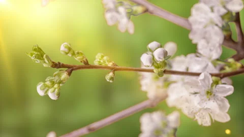 Spring flowers opening. Beautiful Spring Cherry tree blossom open timelapse Stock Footage 174371526