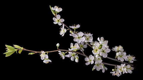 Spring flowers opening. Beautiful Spring Apricot tree blossom open time lapse Stock Footage 276287626