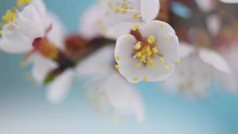 Spring flowers opening. Beautiful Spring buds of apricot tree blossom timelapse, Stockbeeldmateriaal 280486039