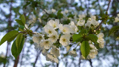Spring flowers opening. Beautiful Spring Apricot tree blossom open extreme close Stock Footage 298825170