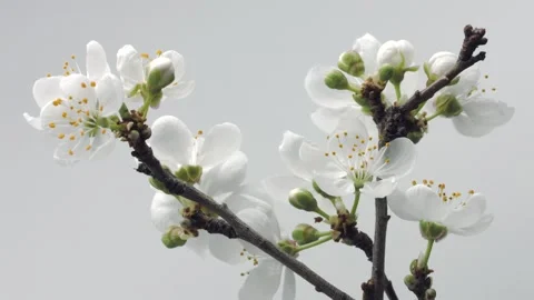 Spring flowers opening. Beautiful Spring tree blossom time lapse, closeup Stock Footage 331955837