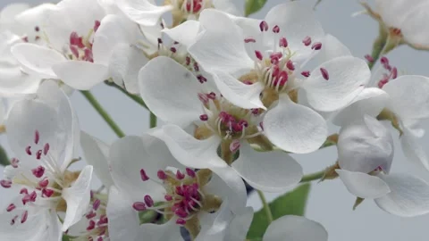 Spring flowers opening. Beautiful Spring pear tree blossom time lapse Stock Footage 331955848