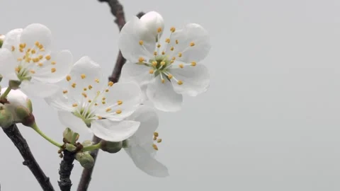 Spring flowers opening. Beautiful Spring tree blossom time lapse, closeup Stock Footage 332246428