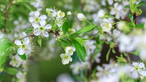 Spring flowers opening. Beautiful white cherry tree branches with buds blossom Stock Footage 151645270