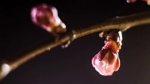Spring flowers opening. Time lapse 스톡 동영상 116746767