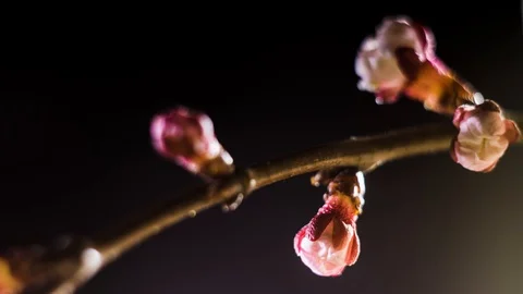 Spring flowers opening. Time lapse. 4K 스톡 동영상 116747621
