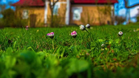 Spring Flowers Opening Time-Lapse Stock Footage 313256664