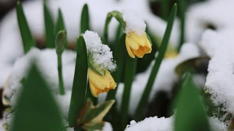 Spring Flowers Opening Under Snow Vídeo Stock 347801875