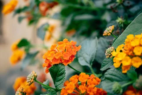 Spring Flowers, Orange. Stock Photos
