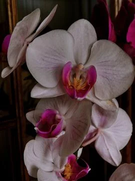 Spring flowers orchid Stock Photos