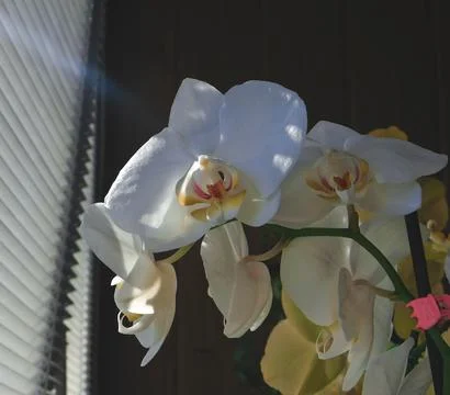 Spring flowers orchid Stock Photos
