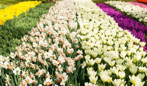 Spring flowers in the park in early spring Stock Photos