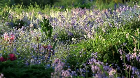 Spring flowers in a park Stock Footage 10726932