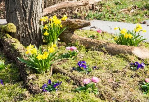 Spring flowers in the park Stock Photos