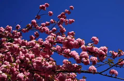 Spring flowers pattern. For easter and spring greeting cards with copy space Stock Photos