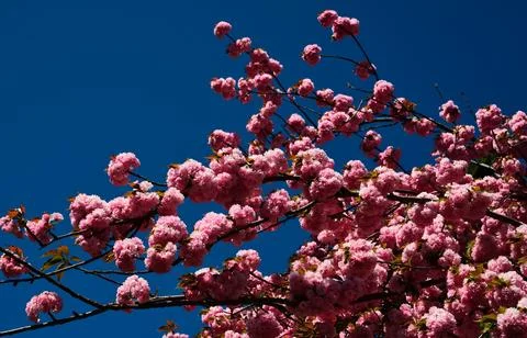 Spring flowers pattern. For easter and spring greeting cards with copy space Stock Photos