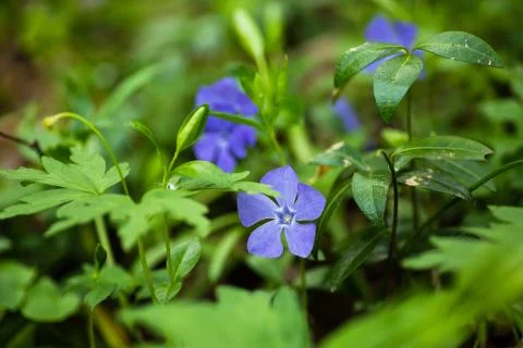 Spring flowers. Periwinkle Stock Photos