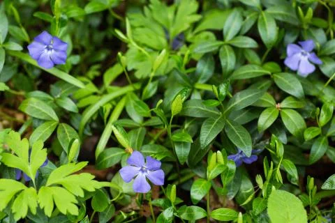 Spring flowers. Periwinkle Stock Photos