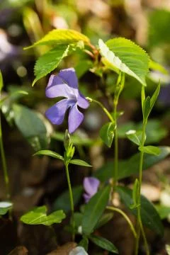 Spring flowers. Periwinkle Fotos Stock