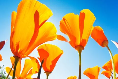 Spring flowers Stock Photos