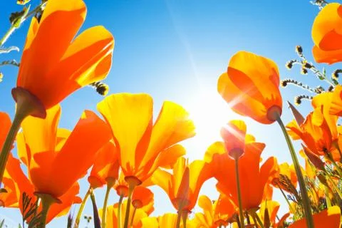 Spring flowers Stock Photos