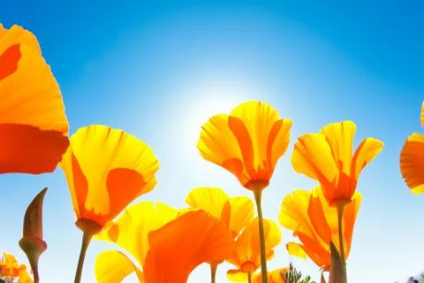 Spring flowers Stock Photos