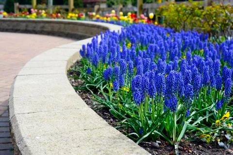 Spring Flowers 写真素材