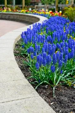 Spring Flowers 写真素材