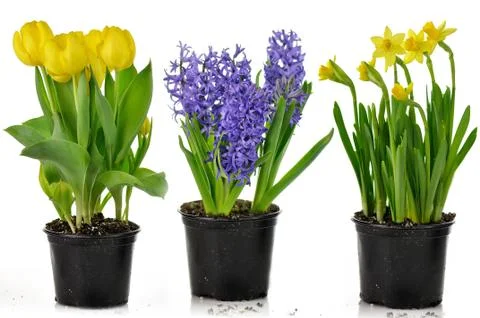 Spring flowers Photos