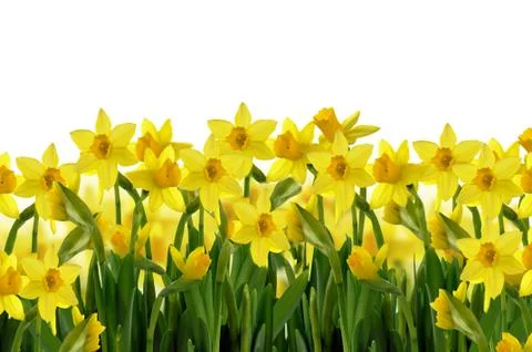 Spring flowers Stock Photos