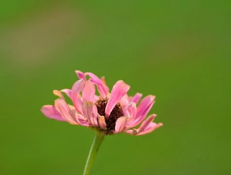 Spring flowers Foto stock