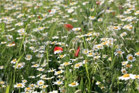 Spring flowers Foto stock