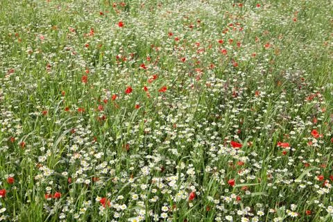 Spring flowers Stock Photos